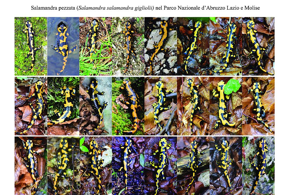 Salamandra pezzata